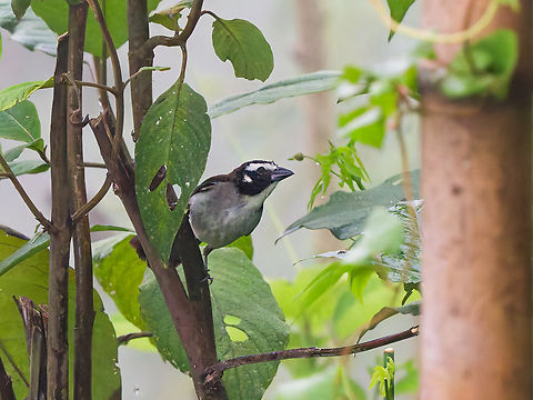 Black-winged Saltator in Ecuador  Black-winged saltator,Ecuador,Fall,Geotagged,Saltator atripennis