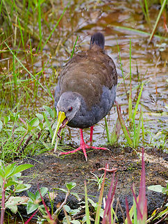 Blackish Rail in Ecuador devouring a worm Blackish rail,Ecuador,Geotagged,Pardirallus nigricans,Spring