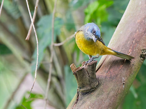 Blue-and-yellow Tanager in Ecudor Hacienda Jimenita Blue-and-yellow tanager,Ecuador,Geotagged,Rauenia bonariensis,Spring