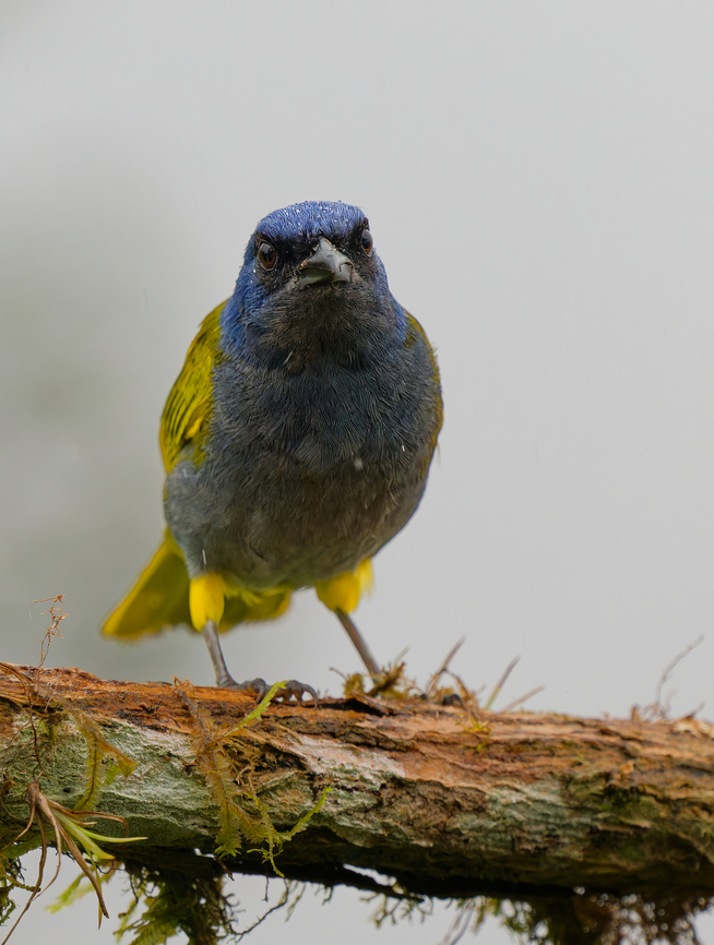 Blue-capped Tanaqer in Ecuador  Blue-capped tanager,Ecuador,Fall,Geotagged,Sporathraupis cyanocephala