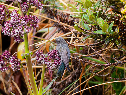 Blue-mantled Thornbill in Ecuador juvenile, waiting to be fed Blue-mantled thornbill,Chalcostigma stanleyi,Ecuador,Geotagged,Spring