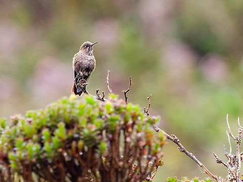 Blue-mantled Thornbill (2) adult, waiting for us to leave Blue-mantled thornbill,Chalcostigma stanleyi,Ecuador,Geotagged,Spring