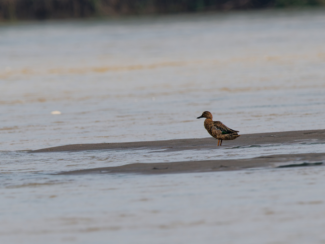 Blue-winged Teal at one of these sandy islands  in the R&iacute;o Napo, Orellana Blue-winged teal,Ecuador,Geotagged,Spatula discors,Spring