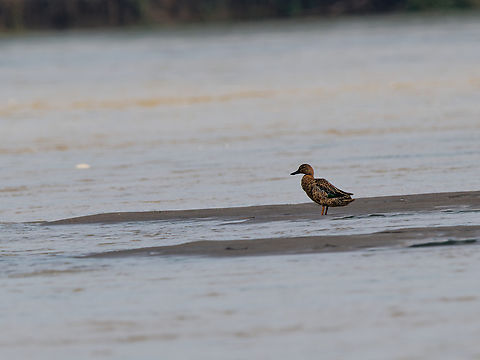 Blue-winged Teal at one of these sandy islands  in the Río Napo, Orellana Blue-winged teal,Ecuador,Geotagged,Spatula discors,Spring