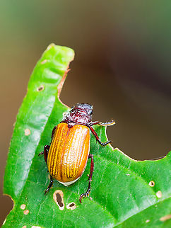 Bolax oberthuri in Ecuador cp https://ceb.wikipedia.org/wiki/Bolax_oberthuri
cp https://sv.wikipedia.org/wiki/Bolax_oberthuri
cp https://www.inaturalist.org/taxa/1543263-Bolax-oberthuri Bolax oberthuri,Ecuador,Geotagged,Spring