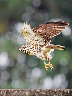 Broad-winged Hawk in Ecuador  Broad-winged hawk,Buteo platypterus,Ecuador,Geotagged,Spring