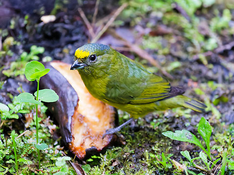 Bronze-green Euphonia in Ecuador  Bronze-green euphonia,Ecuador,Euphonia mesochrysa,Geotagged,Spring