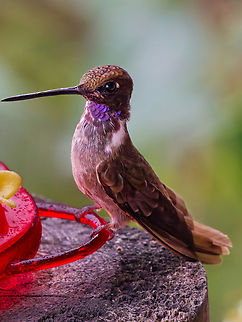 Brown Inca in Ecuador  Brown Inca,Coeligena wilsoni,Ecuador,Fall,Geotagged