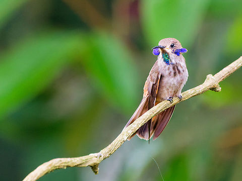Brown Violetear in Ecuador displaying throat and ears Brown Violetear,Colibri delphinae,Ecuador,Geotagged,Spring