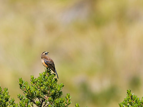 Brown-backed Chat-Tyrant in Ecuador  Brown-backed chat-tyrant,Ecuador,Geotagged,Ochthoeca fumicolor,Spring