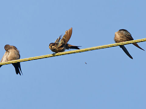 Brown-bellied Swallow in Ecuador  Brown-bellied swallow,Ecuador,Geotagged,Notiochelidon murina,Spring