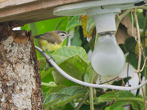 Brown-capped Vireo in Ecuador May a light dawn on me! Brown-capped vireo,Ecuador,Fall,Geotagged,Vireo leucophrys