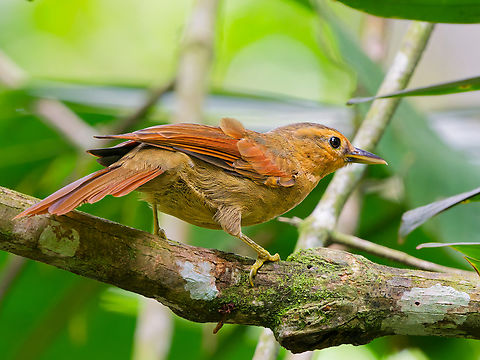 Buff-fronted Foliage-gleaner in Ecuador  Buff-fronted foliage-gleaner,Dendroma rufa,Ecuador,Geotagged,Spring