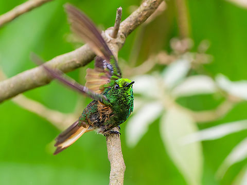 Buff-tailed Coronet in Ecuador another one, flying off with nicely display of colours Boissonneaua flavescens,Buff-tailed coronet,Ecuador,Fall,Geotagged