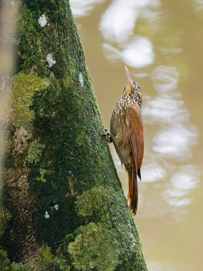 Buff-throated Woodcreeper in Ecuador at Sani Lodge, displaying the throat Buff-throated woodcreeper,Ecuador,Geotagged,Spring,Xiphorhynchus guttatus