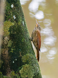 Buff-throated Woodcreeper in Ecuador at Sani Lodge, displaying the throat Buff-throated woodcreeper,Ecuador,Geotagged,Spring,Xiphorhynchus guttatus