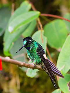 Buff-winged Startfrontlet in Ecuador at Zuro Loma Reserve Buff-winged starfrontlet,Coeligena lutetiae,Ecuador,Geotagged,Spring
