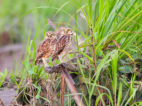 Burrowing Owl in Ecuador at one of the island within the Río Napo Athene cunicularia,Burrowing owl,Ecuador,Geotagged,Spring