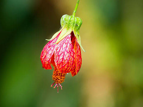 Callianthe picta pierced by someone at Sachatamia Lodge. A Flowerpiercer was observed at this flower ... Abutilon pictum,Ecuador,Geotagged,Redvein Abutilon,Spring