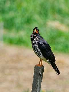 Carunculated Caracara in Ecuador  Carunculated caracara,Ecuador,Geotagged,Phalcoboenus carunculatus,Spring