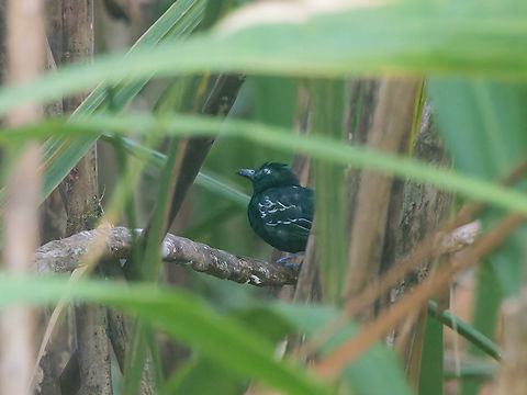 Castelnaus Antshrike in Ecuador difficult bird, hiding, testing, teasing ... Castelnau's Antshrike,Ecuador,Geotagged,Spring,Thamnophilus cryptoleucus