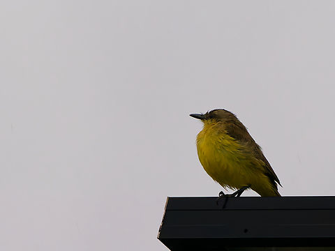 Cattle Tyrant in Ecuador  Cattle tyrant,Ecuador,Geotagged,Machetornis rixosa,Spring