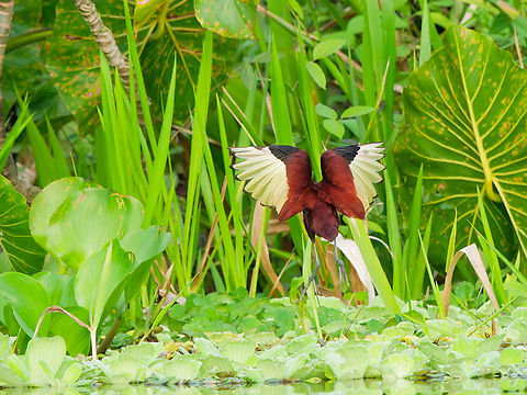 Chestnut-backed Jacana (Wattled Jacana) in Ecuador  Ecuador,Geotagged,Jacana jacana,Spring,Wattled Jacana