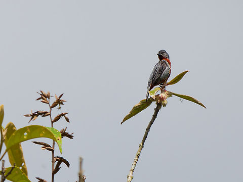 Chestnut-bellied Seedeater in Ecuador  Chestnut-bellied seedeater,Ecuador,Geotagged,Sporophila castaneiventris,Spring