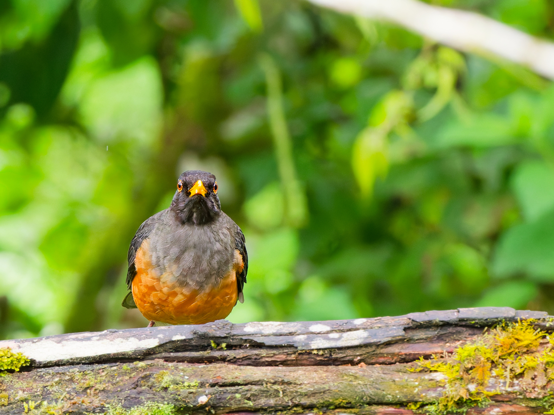 Chestnut-bellied Thrush in Ecuador at La Vide del Kinde Chestnut-bellied thrush,Ecuador,Geotagged,Spring,Turdus fulviventris