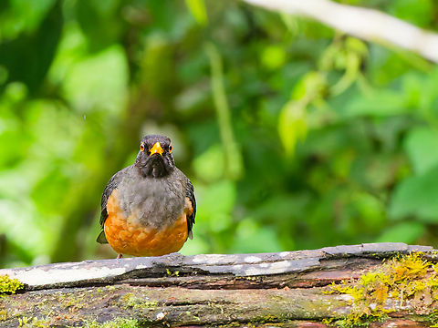 Chestnut-bellied Thrush in Ecuador at La Vide del Kinde Chestnut-bellied thrush,Ecuador,Geotagged,Spring,Turdus fulviventris