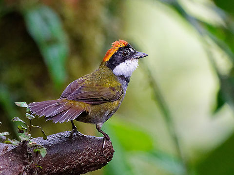 Chestnut-capped Brushfinch in Ecuador  Arremon brunneinucha,Chestnut-capped brushfinch,Ecuador,Fall,Geotagged