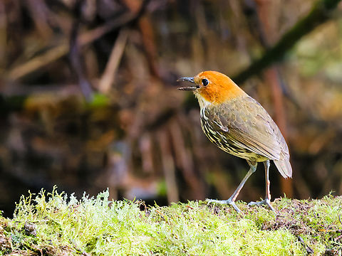 Chestnut-crowned Antpitta in Ecuador at Zuro Loma Reserve Chestnut-crowned antpitta,Ecuador,Geotagged,Grallaria ruficapilla,Spring