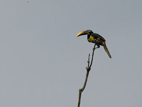 Chestnut-eared Aracari in Ecuador  Chestnut-eared Aracari,Ecuador,Geotagged,Pteroglossus castanotis,Spring
