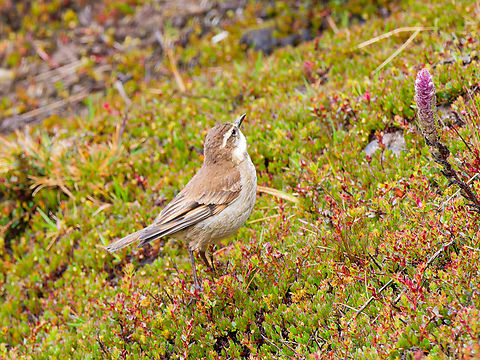Chestnut-winged Cinclodes in Ecuador another one Chestnut-winged cinclodes,Cinclodes albidiventris,Ecuador,Geotagged,Spring