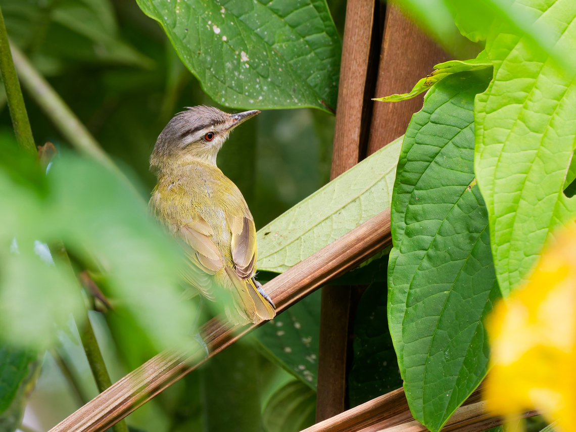 Chivi Vireo in Ecuador seen at Los Cedros Chivi vireo,Ecuador,Fall,Geotagged,Los Cedros Reserve,Vireo chivi