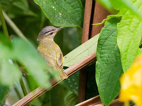 Chivi Vireo in Ecuador seen at Los Cedros Chivi vireo,Ecuador,Fall,Geotagged,Vireo chivi