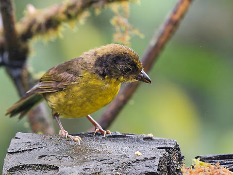 Choco Brushfinch in Ecuador seen at Mashpi Amagusa Atlapetes crassus,Choco brushfinch,Ecuador,Fall,Geotagged