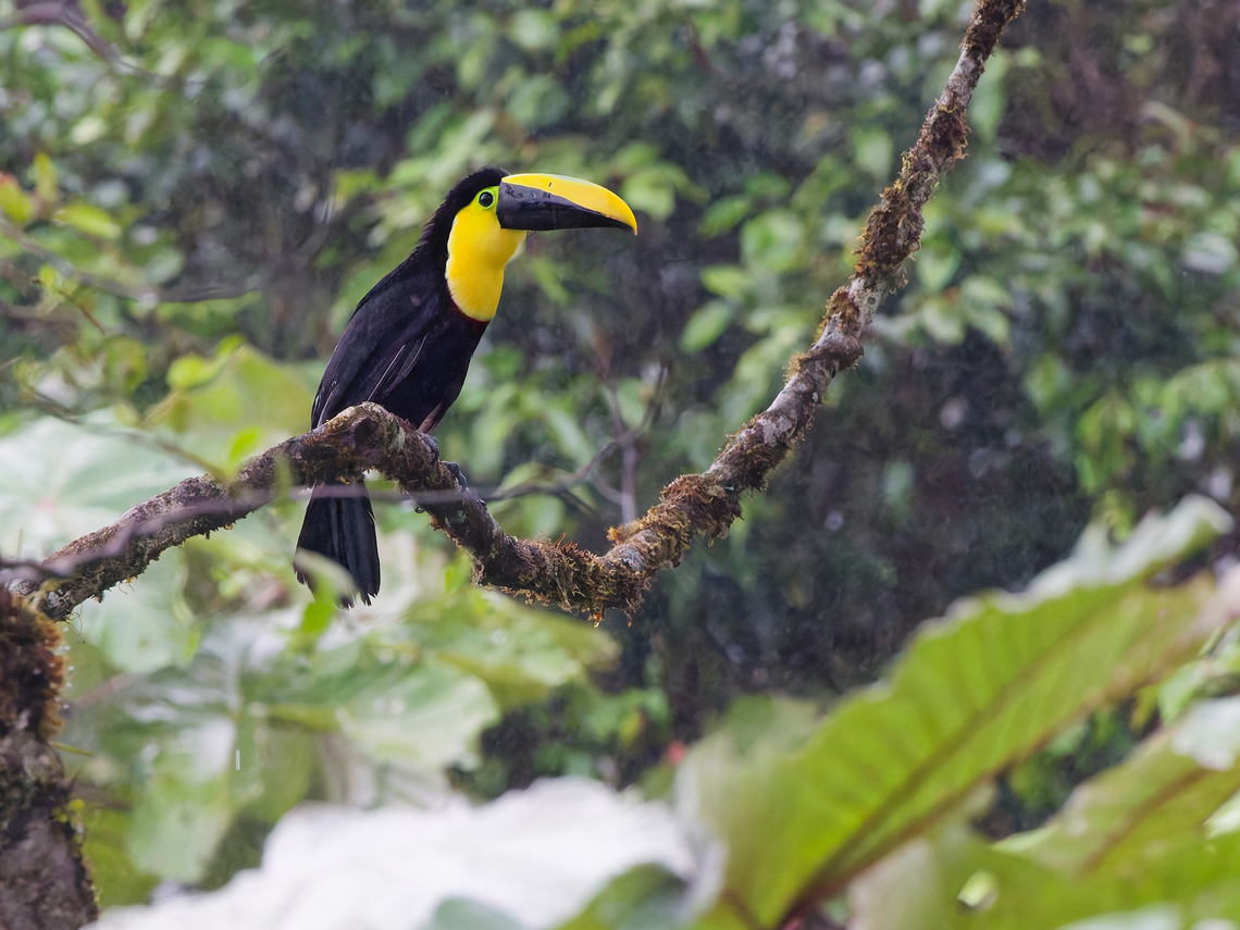Choco Toucan in Ecuador seen at Los Cedros Choc&oacute; Toucan,Ecuador,Fall,Geotagged,Los Cedros Reserve,Ramphastos brevis