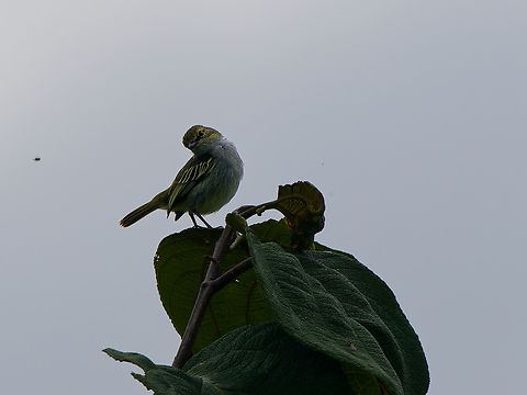 Chocó Tyrannulet
