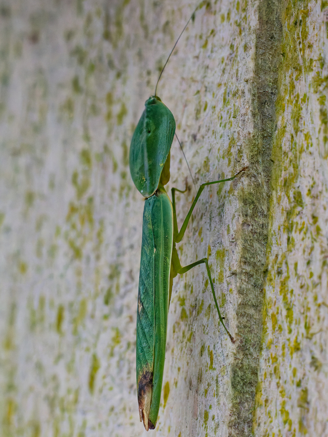 Choeradodis rhombicollis in Ecuador seen at Los Cedros Choeradodis rhombicollis,Ecuador,Fall,Geotagged,Los Cedros Reserve,Peruvian shield mantis