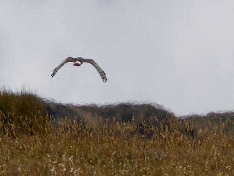 Cinereus Harrier in Ecuador  Cinereous harrier,Circus cinereus,Ecuador,Geotagged,Spring