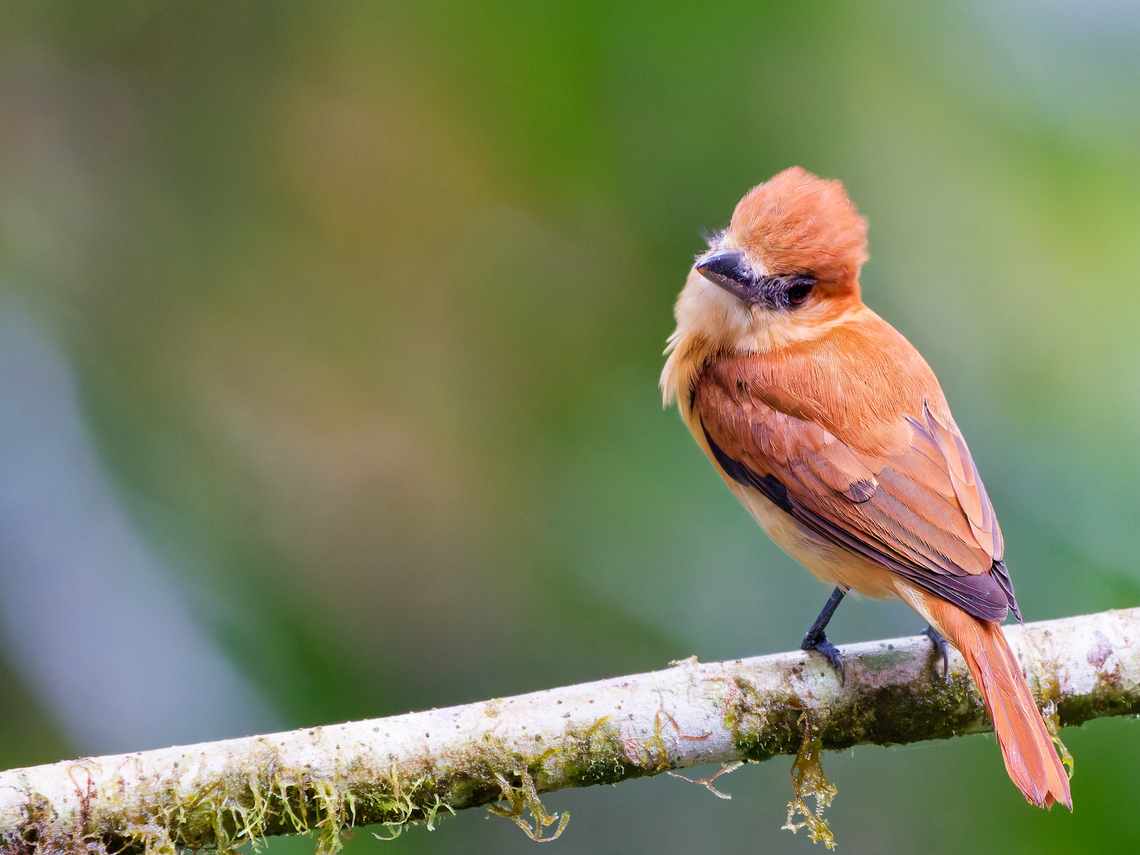 Cinnamon Becard in Ecuador  Cinnamon becard,Ecuador,Geotagged,Pachyramphus cinnamomeus,Spring