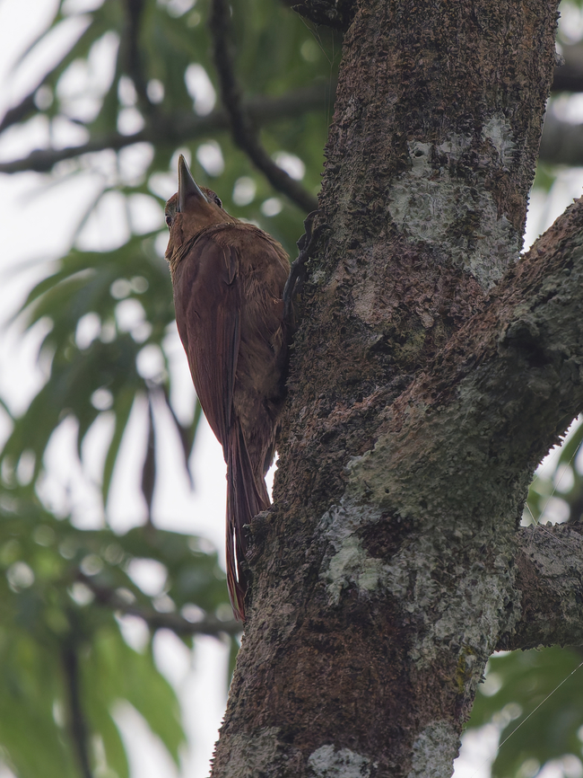 Cinnamon-throated Woodcreeper in Ecuador at Sani Lodge Cinnamon-throated woodcreeper,Dendrexetastes rufigula,Ecuador,Geotagged,Spring