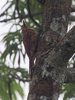 Cinnamon-throated Woodcreeper in Ecuador at Sani Lodge Cinnamon-throated woodcreeper,Dendrexetastes rufigula,Ecuador,Geotagged,Spring