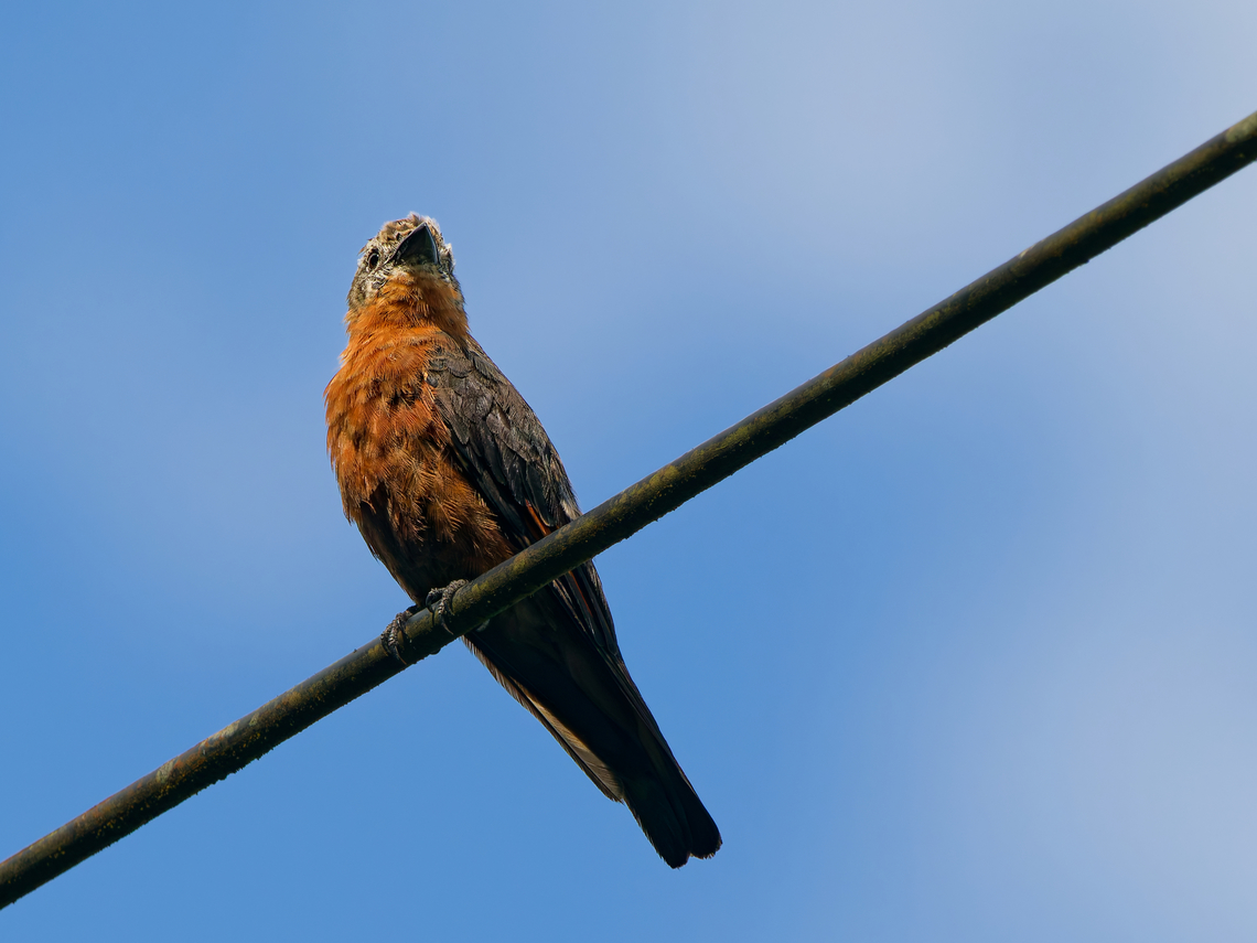 Cliff Flycatcher in Ecuador at Cliff Flycatcher Spot Loreto Road Cliff flycatcher,Ecuador,Geotagged,Hirundinea ferruginea,Spring