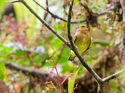Club-winged Manakin juvenile  Club-winged manakin,Ecuador,Fall,Geotagged,Los Cedros Reserve,Machaeropterus deliciosus