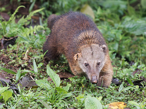 Coati Nasuella olivacea in Ecuador at Mashpi Amagusa Ecuador,Fall,Geotagged,Nasuella olivacea,Western Mountain Coati