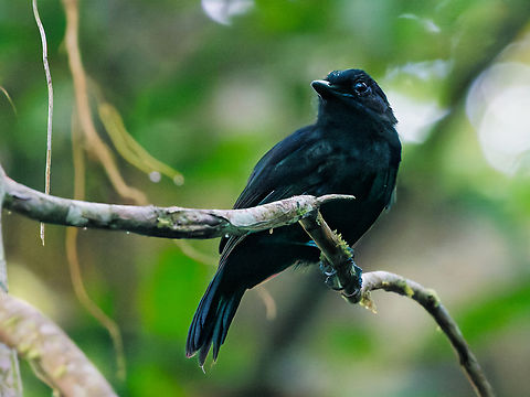 Cocha Antshrike in Ecuador male, seen at Sani Lodge Cocha antshrike,Ecuador,Geotagged,Spring,Thamnophilus praecox