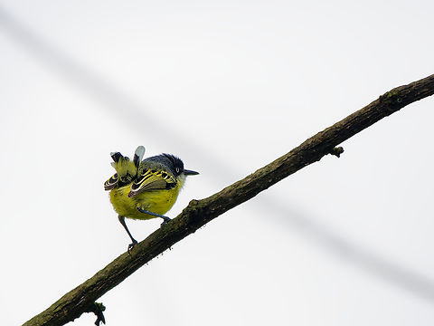 Common Tody-Flycatcher in Ecuador  Common tody-flycatcher,Ecuador,Geotagged,Spring,Todirostrum cinereum