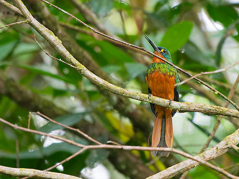 Coppery-chested Jacamar in Ecuador missing female Coppery-chested jacamar,Ecuador,Galbula pastazae,Geotagged,Spring